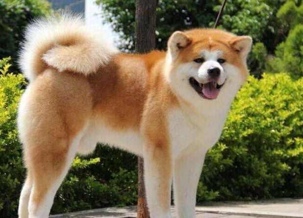 大狗禁养品种,大狗不让养只能送人