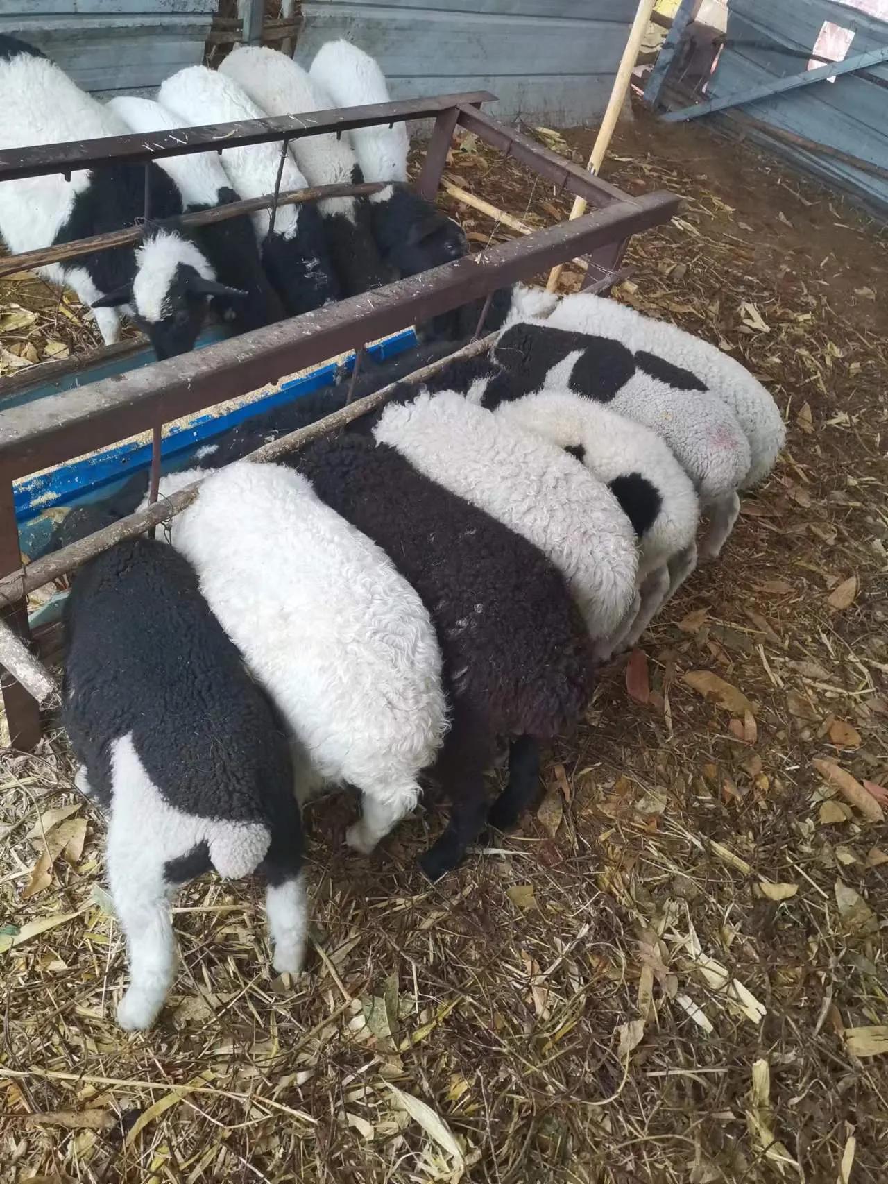 放养的羊一天生太多小羊怎么管,成群小羊不长成僵羊了怎么治