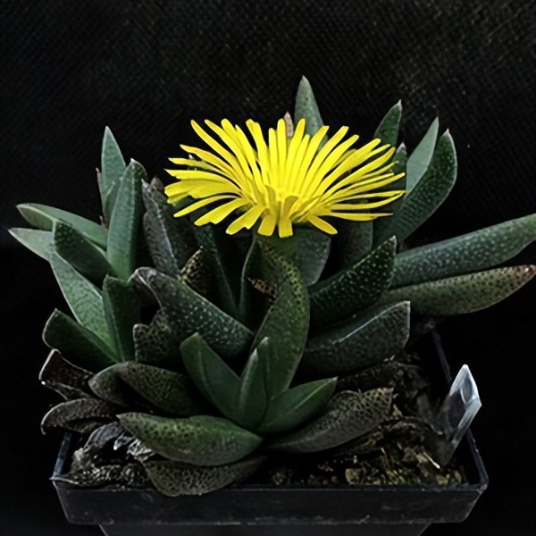 102个大类近500个多肉植物图片，都极其美丽，建议在家中也养一盆