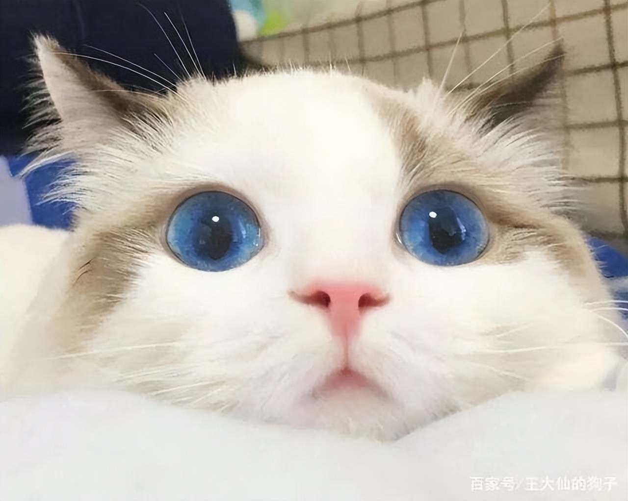捡到流浪奶猫怎么照顾,捡到流浪小奶猫怎么办