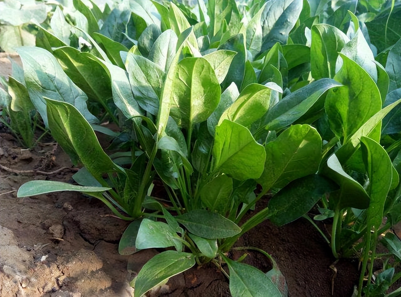 含叶酸多的食物和水果蔬菜有哪些,含叶酸和b族维生素的食物有哪些