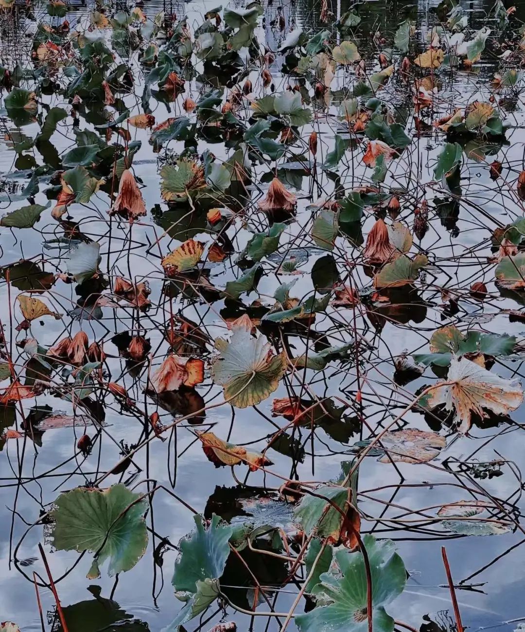 冬日残荷感怀,冬日残荷之韵