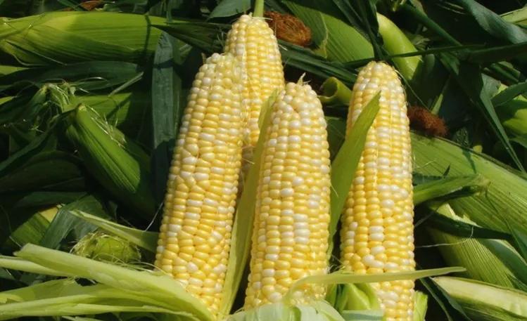 长寿老人多吃这六种食物,长寿老人必吃五种食物有哪些