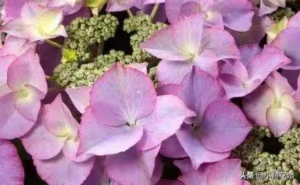 有一种花很好看但是很臭,名字很难听却很漂亮的花