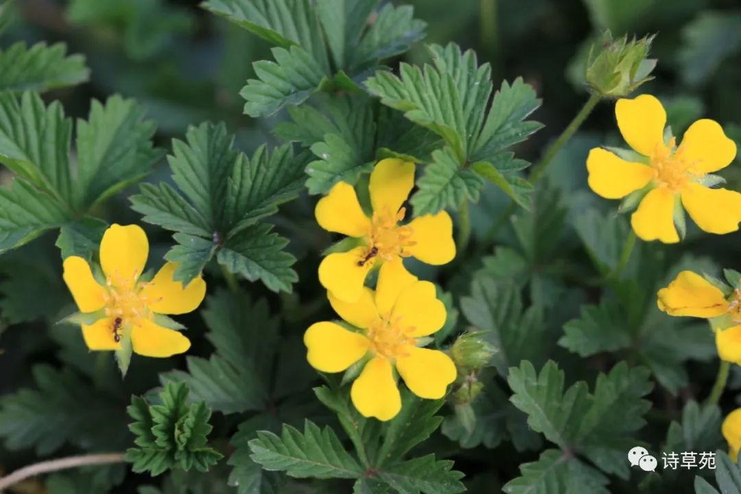 蚂蚁为什么晴天采蜜,蚂蚁在采蜜