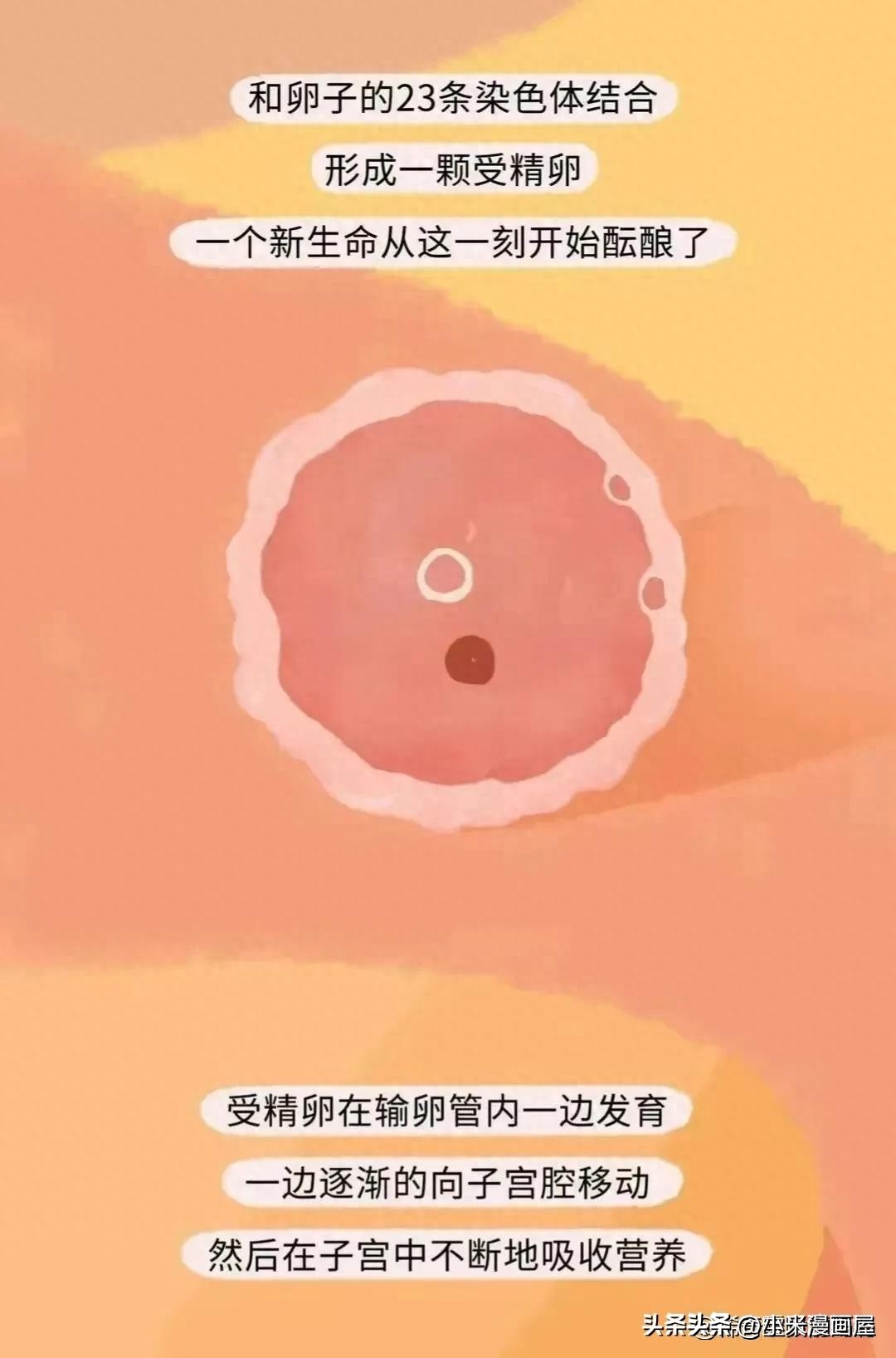 小蝌蚪找妈妈故事完整漫画,漫画中小蝌蚪是什么