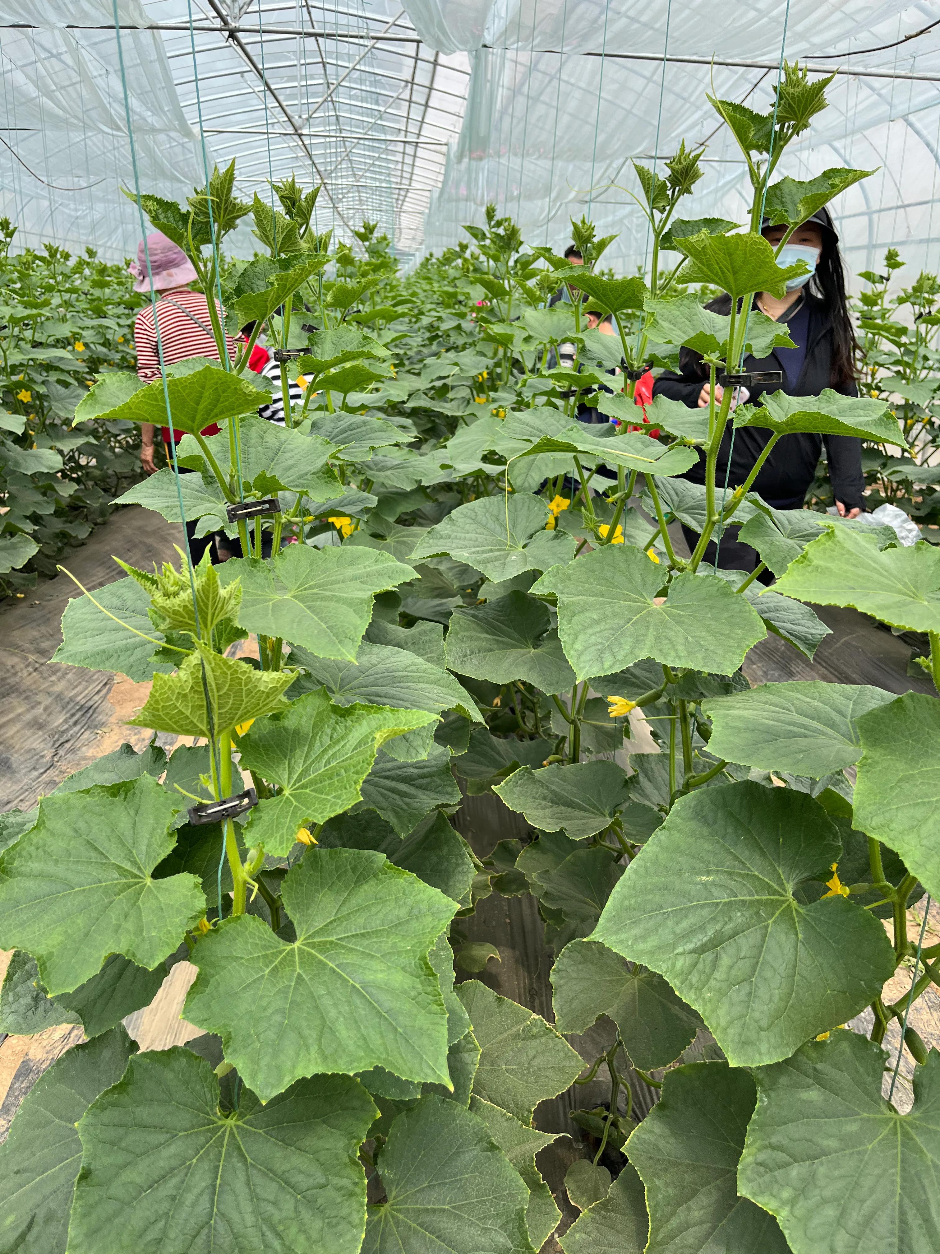 少即是多lessismore,少即是多的产品理念