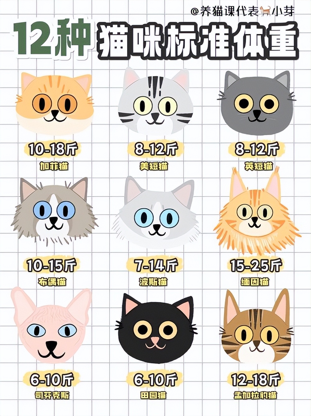 猫瘦怎么治,猫皮包骨