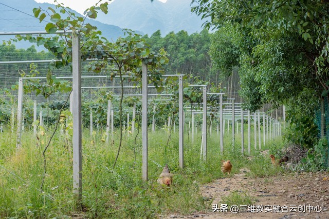 新型家庭农场的致富路,家庭农场的发展红利又将迎来高潮
