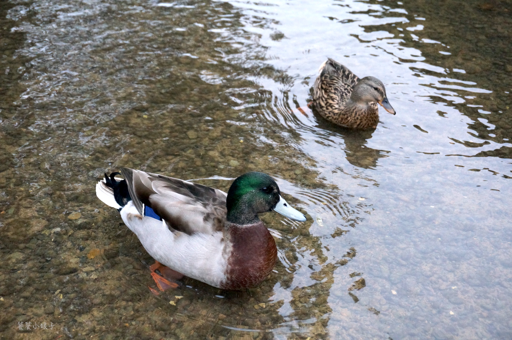 英国最美的乡村,英国最美乡村风情