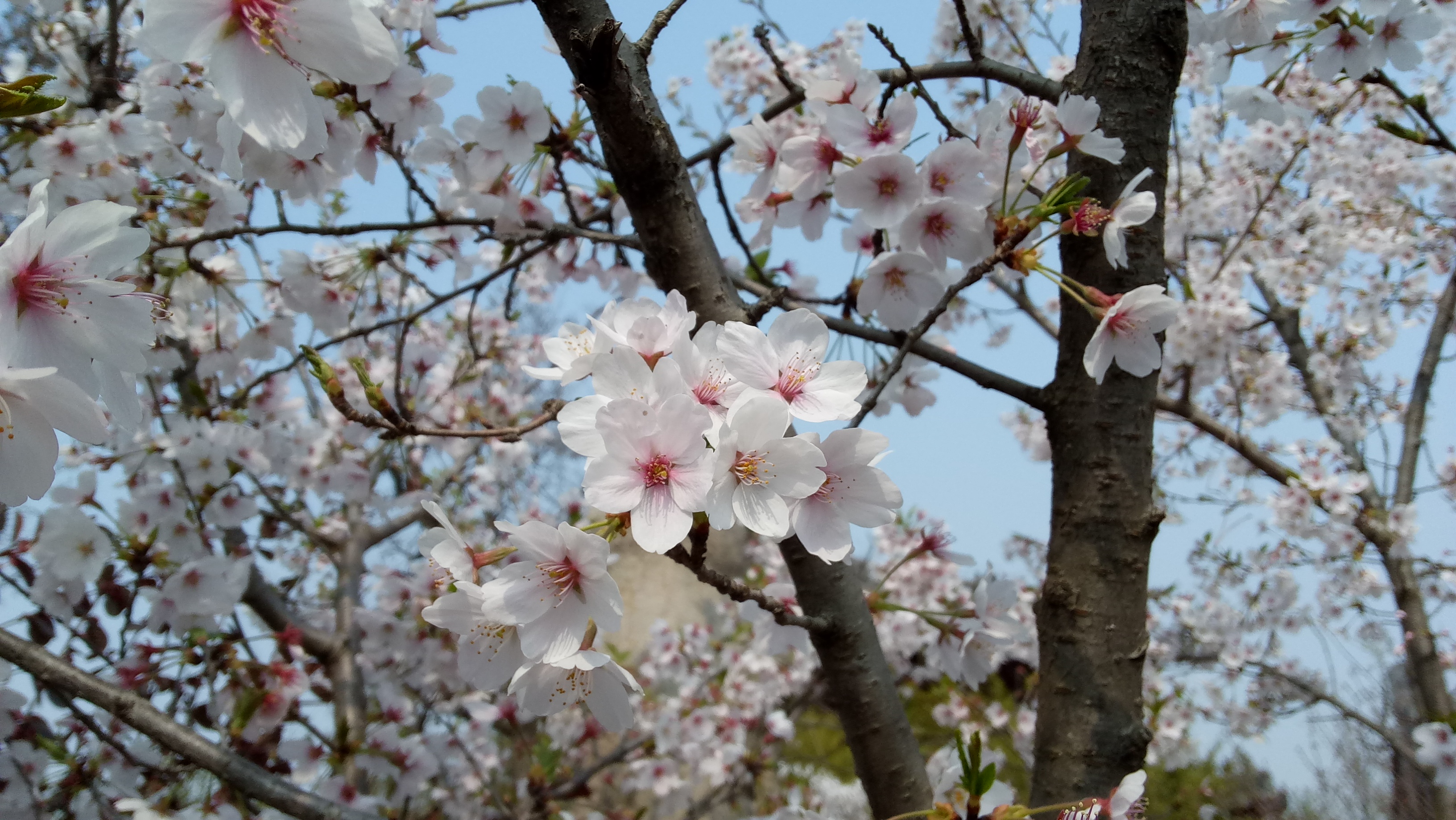 徐州的春天（春之徐）