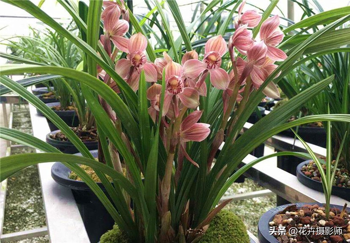 最能代表国兰风采的兰花,最有国兰韵味的兰花
