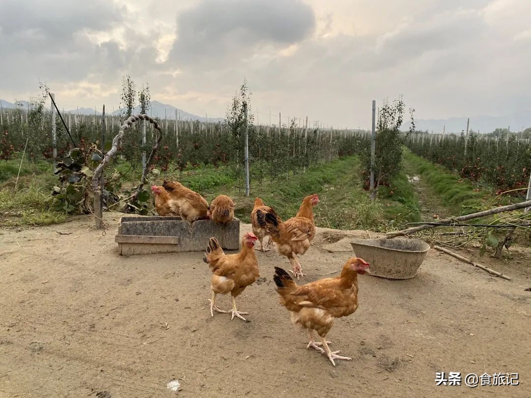 断货王！出口级威海金苹果，今日半价就能买1箱