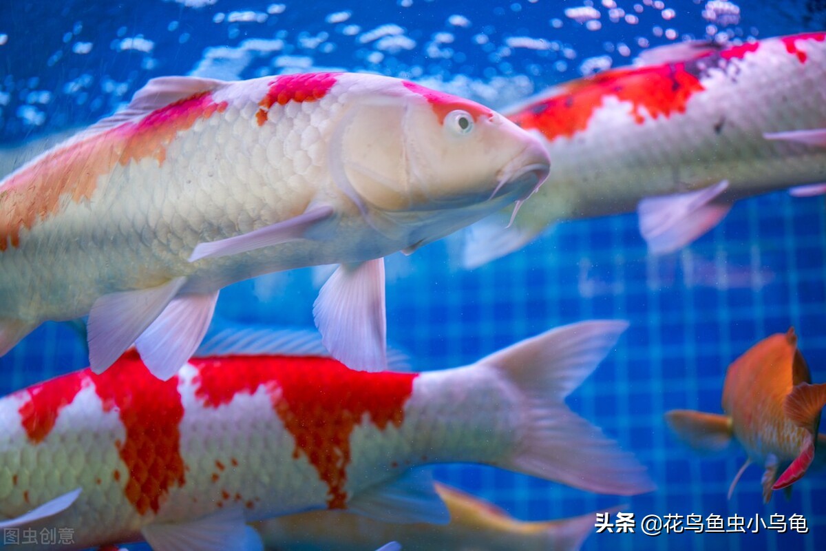 锦鲤怎么养才能养活自己,新手锦鲤怎么养