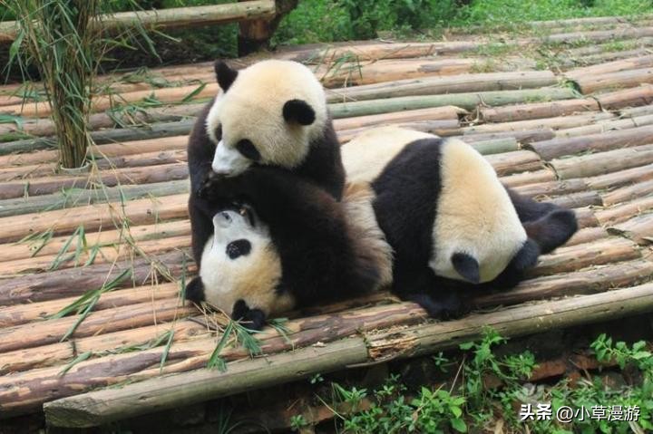 成都旅游攻略来了性价比高,超详细成都旅游攻略