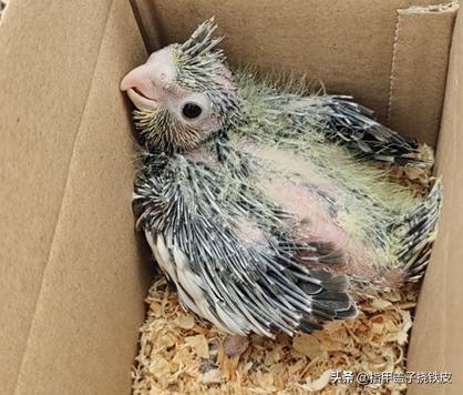 手养玄凤鹦鹉全过程,新手养玄凤鹦鹉的注意事项