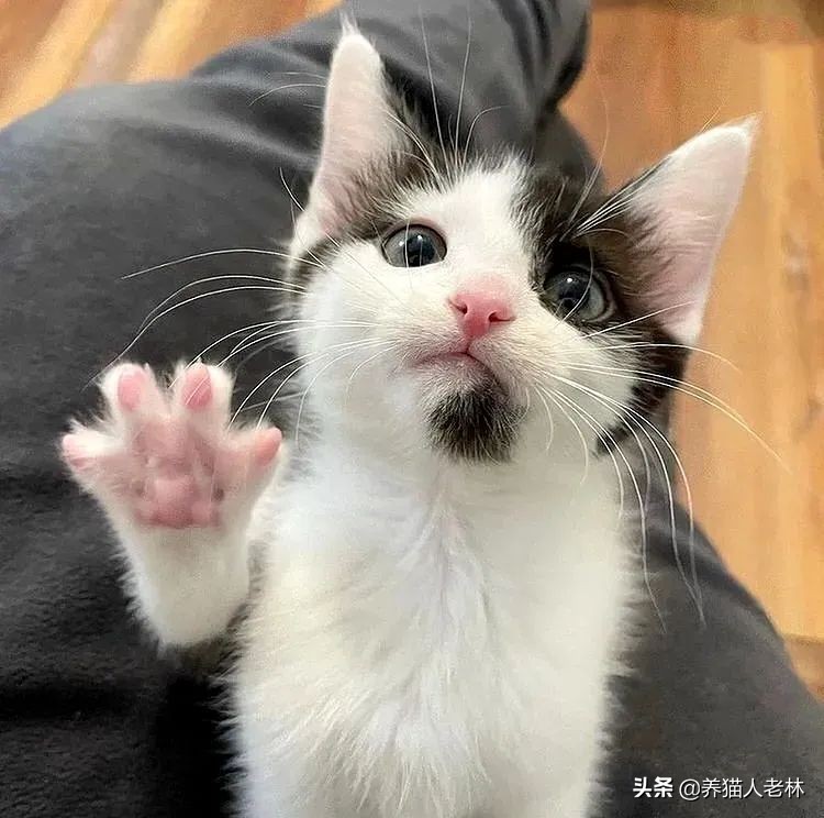 猫咪一直叫个不停怎么回事,猫咪哼哼唧唧是怎么回事