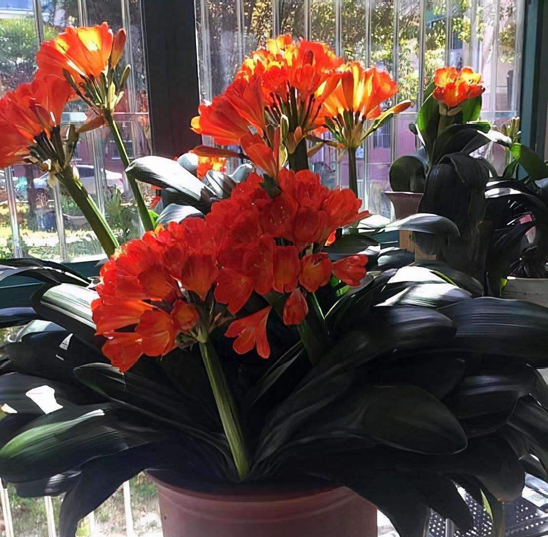 春天养君子兰，做好“4件事”，多长新叶子，花期满盆冒花箭