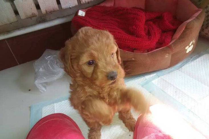 泰迪脾气很大,泰迪脾气有多差