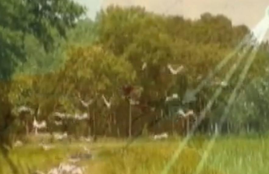 男子捡到怪鸟是国家二级保护动物,东北大哥捡到白色怪鸟