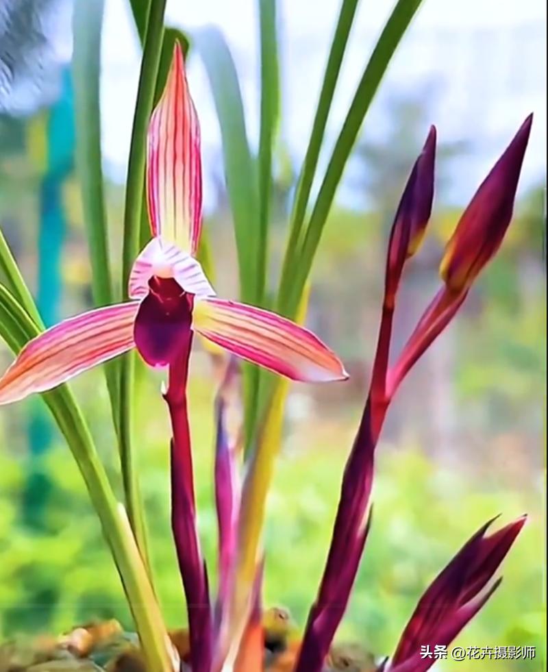 它是云南“草王”，也是高雅的象征，随便一开，就价值千金