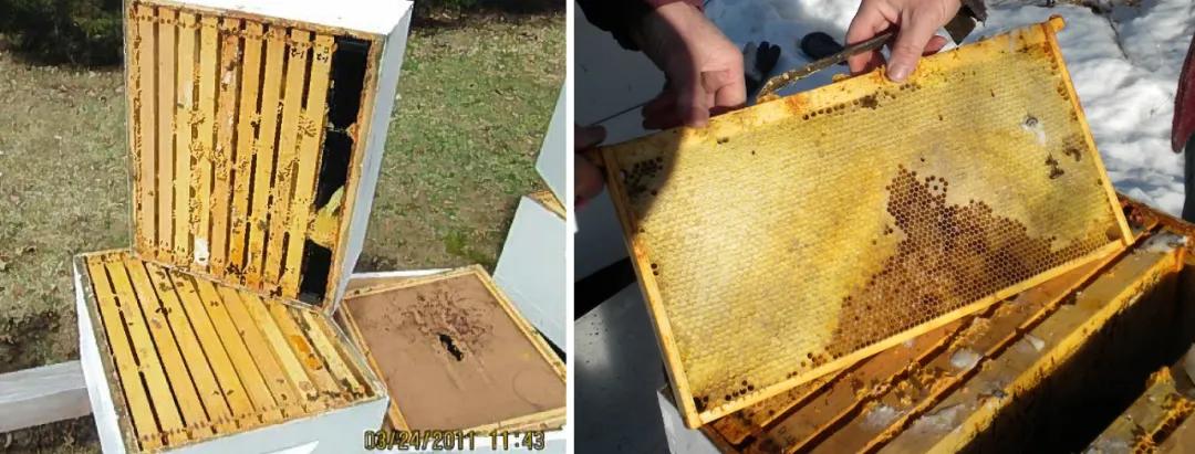 我们要保护蜜蜂有什么建议,蜜蜂是人类的益友怎么保护