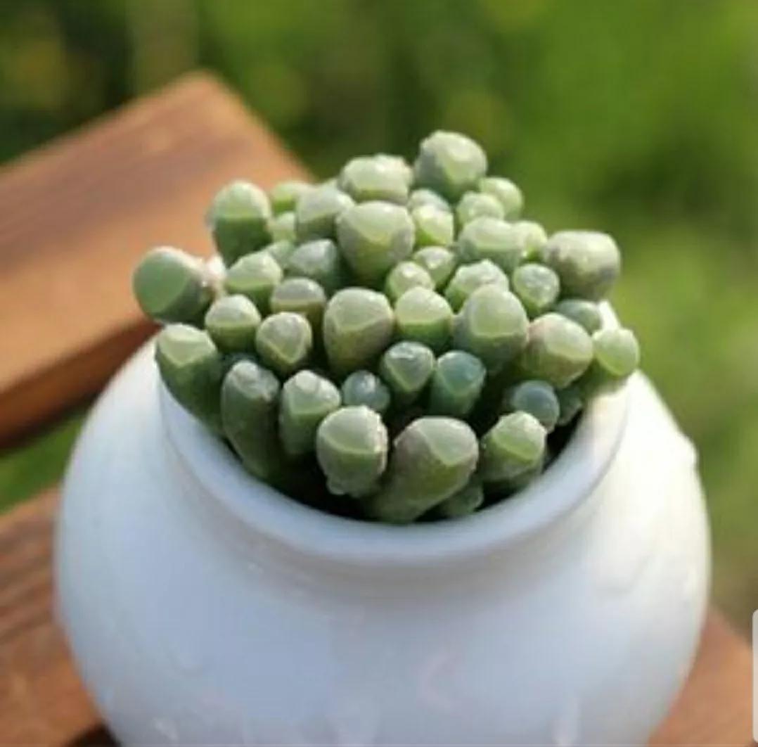 多肉植物石头开花,多肉石头花秋季