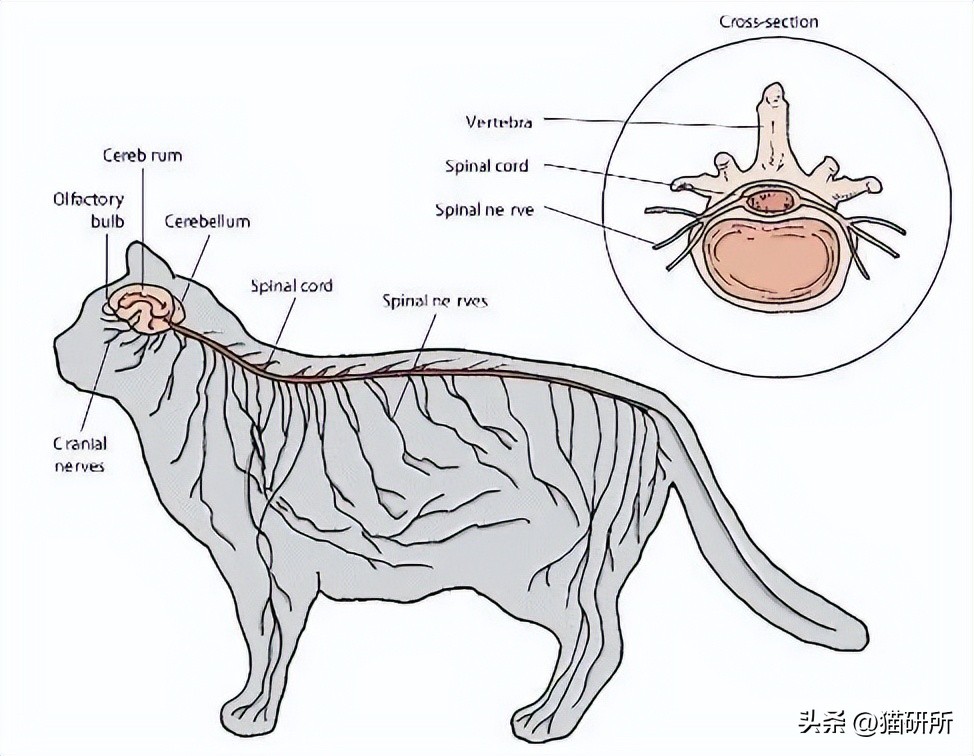 为啥猫咪老用尾巴扇我是不耐烦吗,猫咪一直扇尾巴