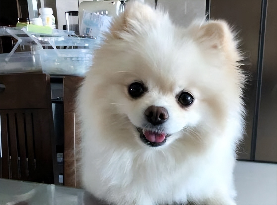 尉天骄《爱狗心语》“78级同窗散文三人行”系列28