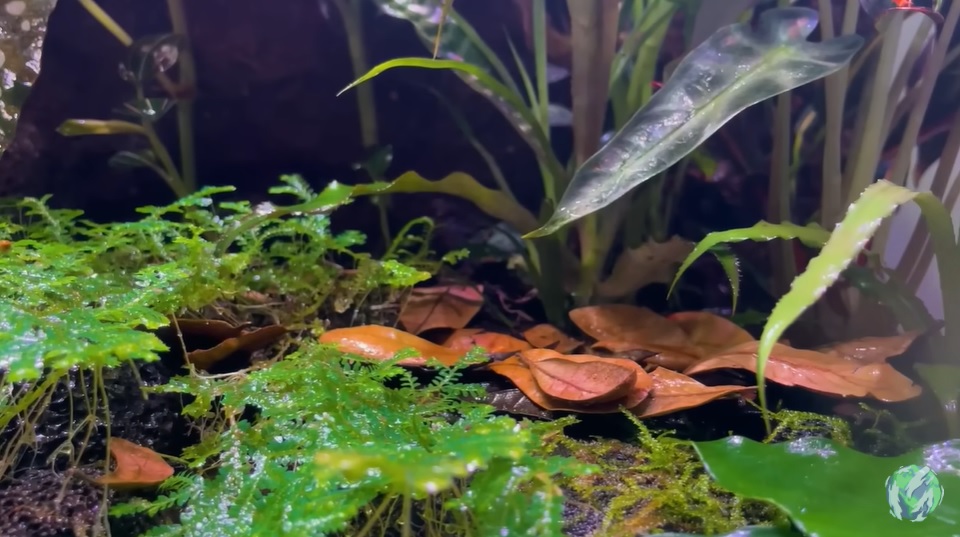 美国小哥在卧室建出一缸热带雨林，食物链环环相扣，太强了