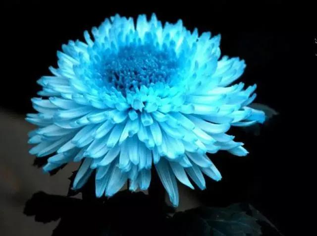 一花一世界一念一佳人的图片,一花一世界一叶一春秋图片