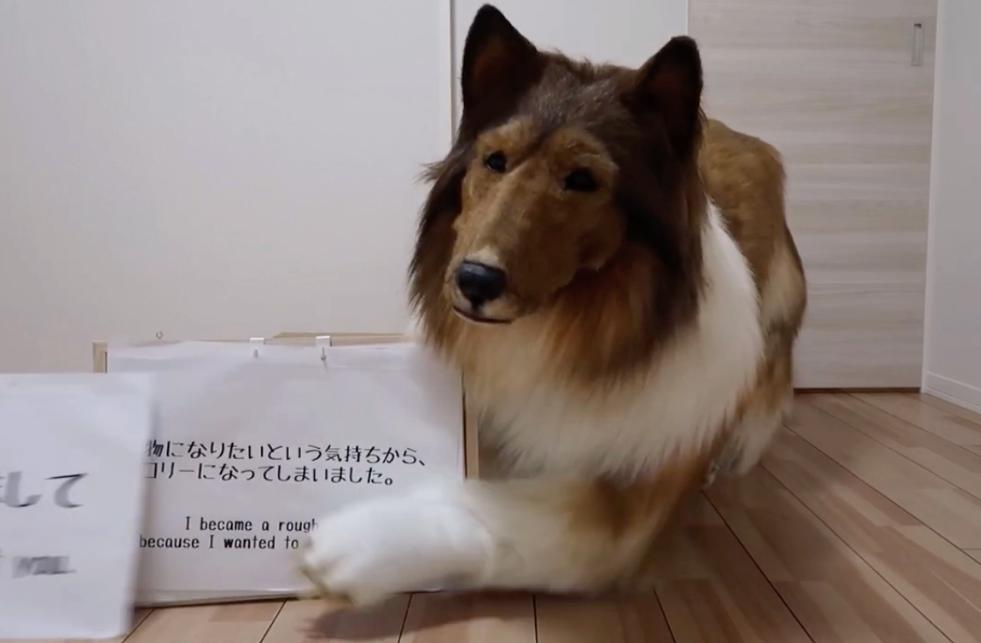 不想再做人,日本男子花了200万让自己变成了狗