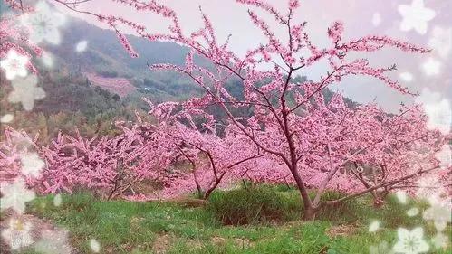 诗经桃夭的意思,诗经桃夭的意思是什么