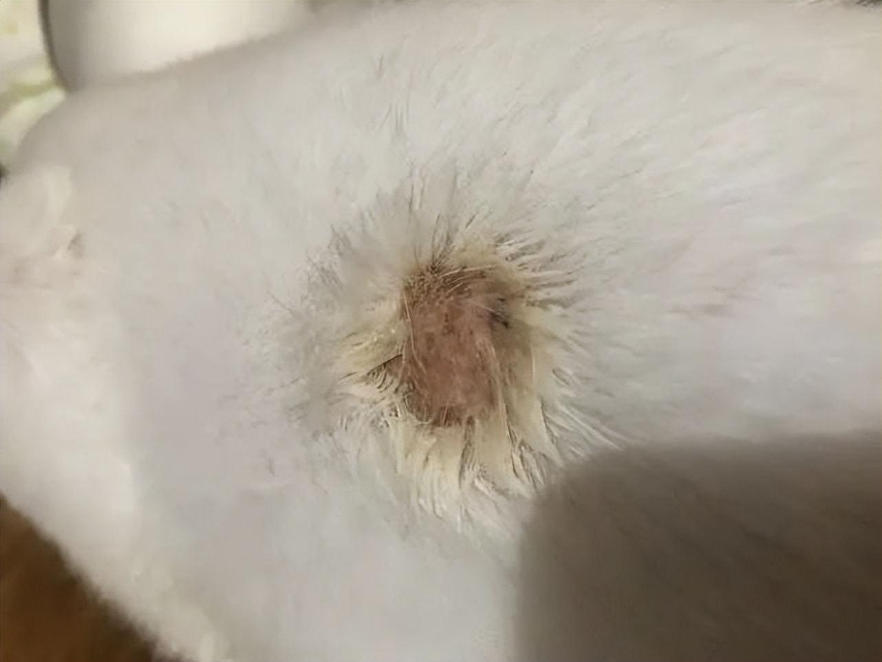 猫咪得了猫癣人怎么办,猫咪猫癣怎么治好得快