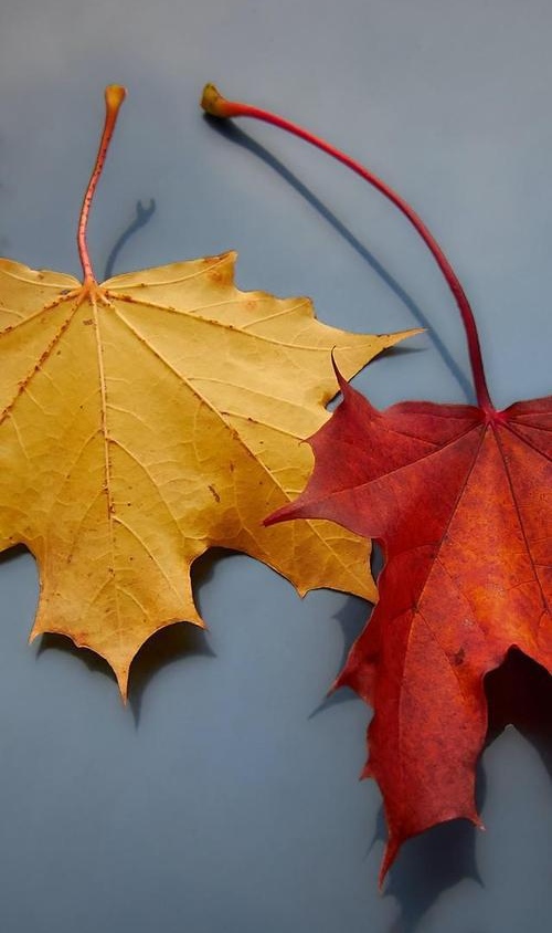 季节渐深,感悟秋叶之静美