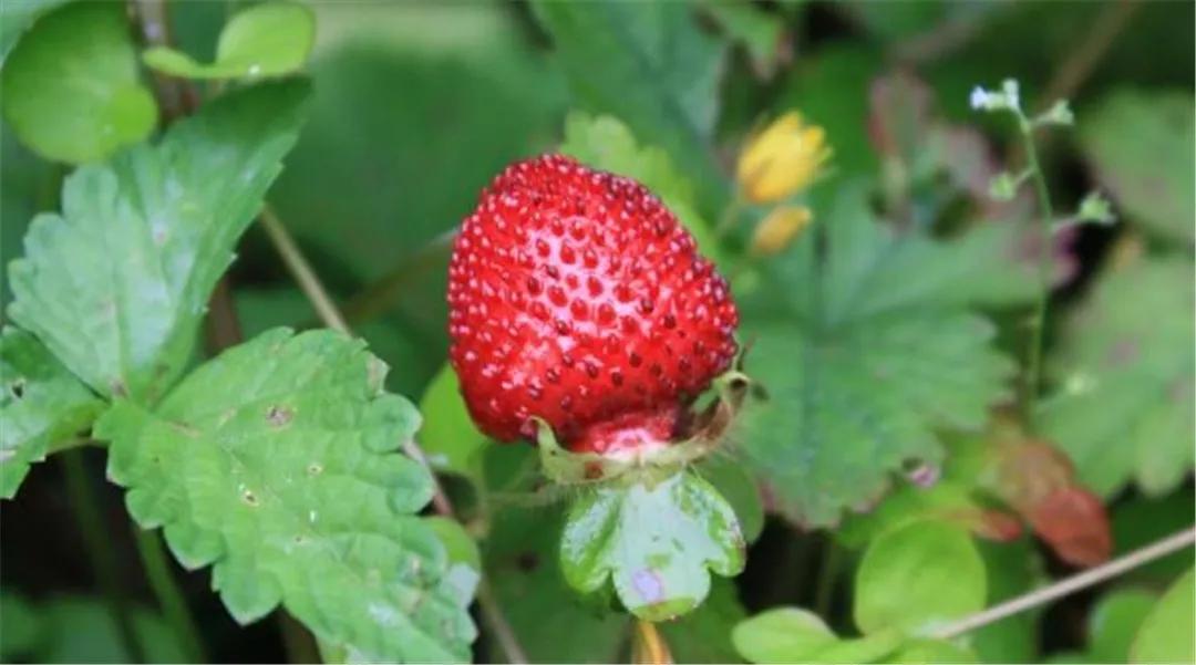 小时候在农村常见的32种植物,小时候有什么植物叫不上名的