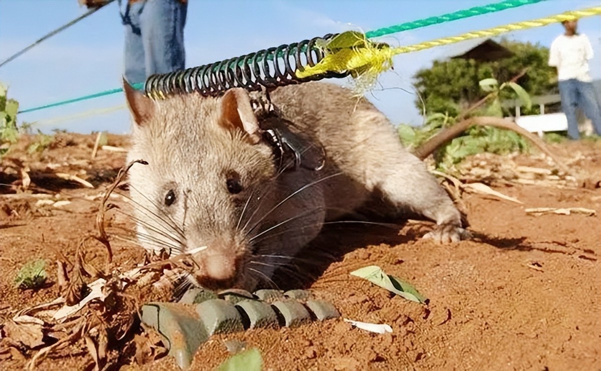 脚踩120万枚地雷，清理最少要4000年，非洲人用笨办法搞定