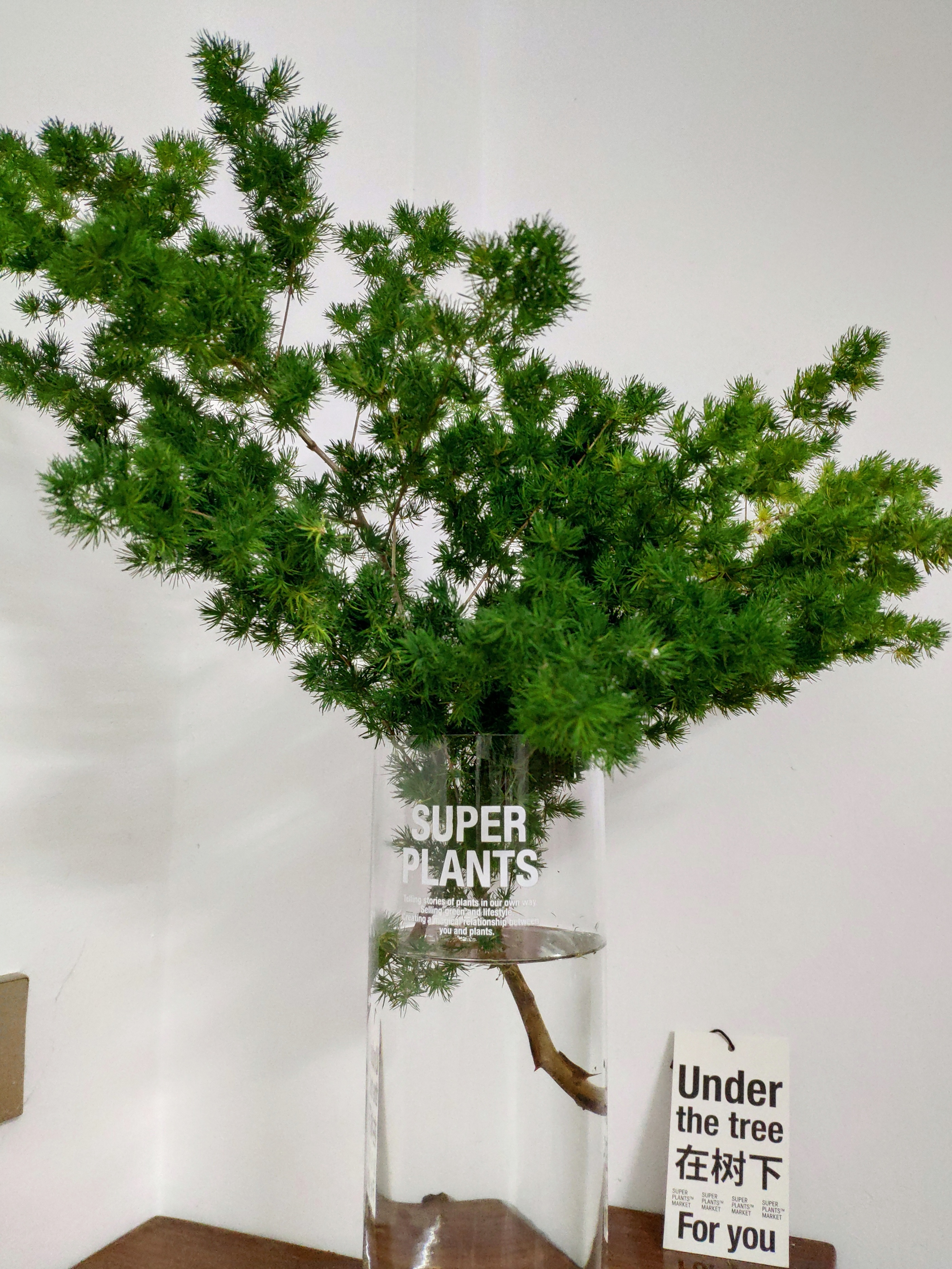 极简省钱又环保的居家生活,4款高颜值家居绿植