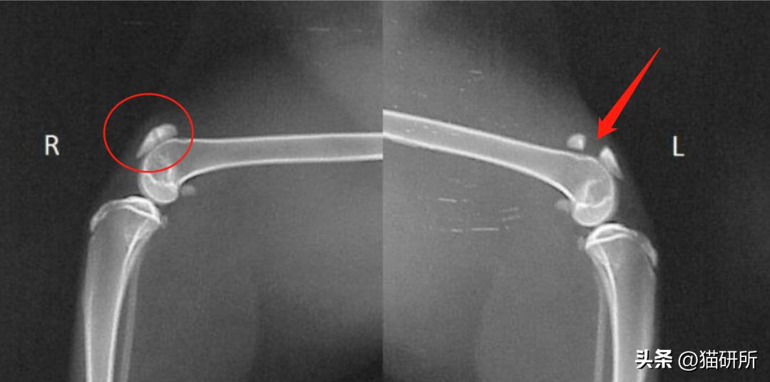 猫咪的腿瘸了可以用什么方法治疗,猫咪没有受伤但是瘸吃什么药