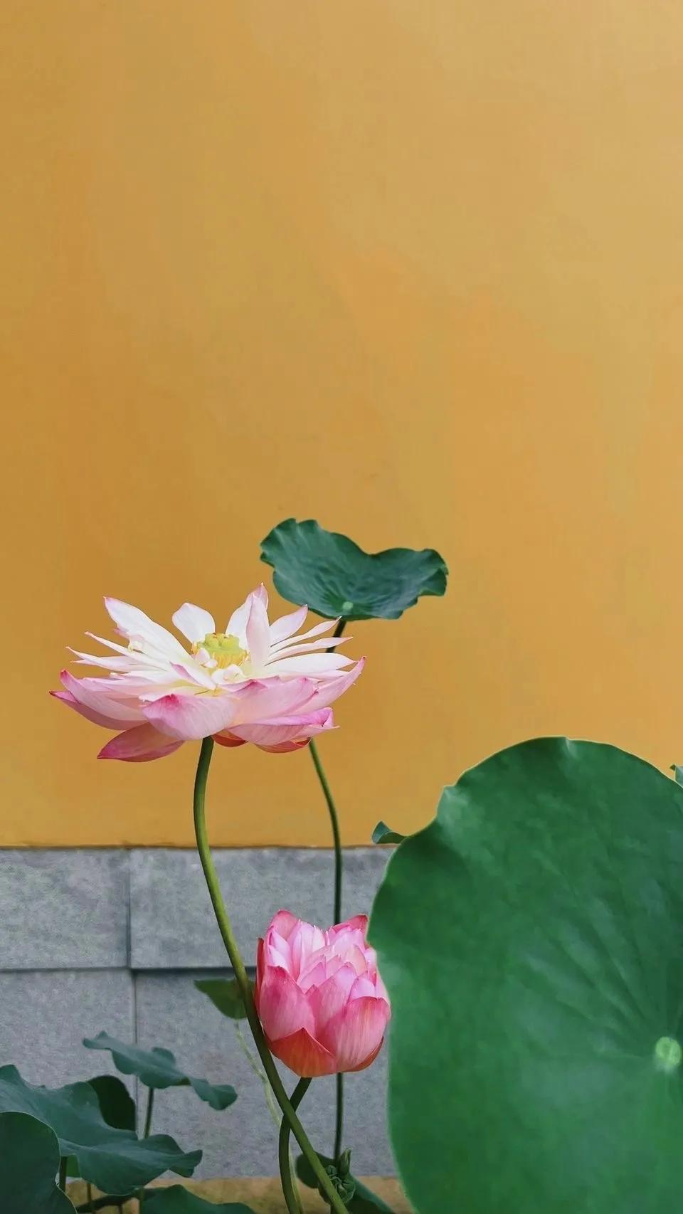 荷花荷叶壁纸图片大全,荷叶手机壁纸高清图片