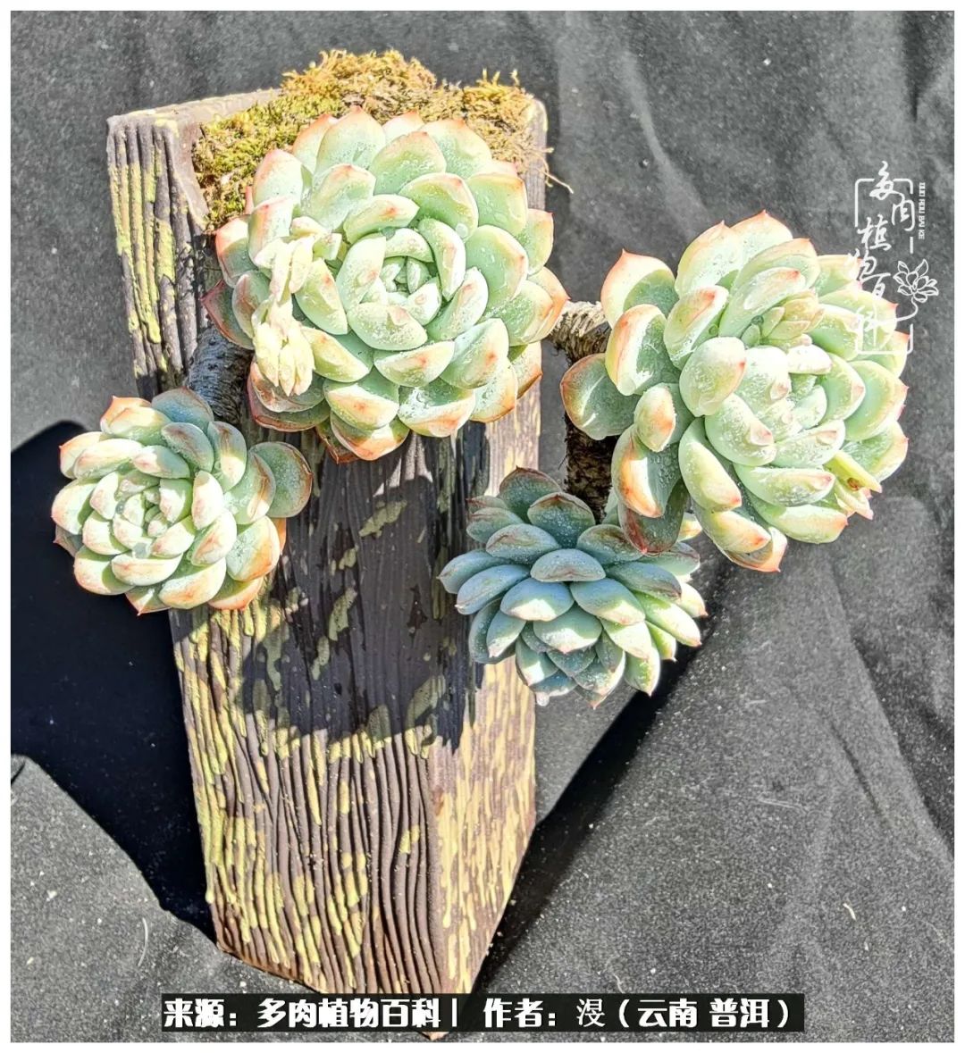 云南的冬天没有云！养肉七年，不谈得失，只论陪伴！