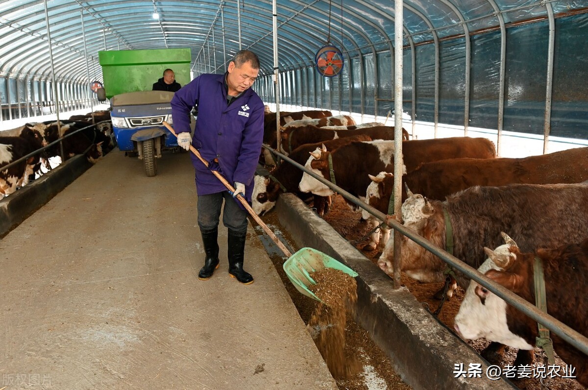 最新牛价7月8日各地活牛价格行情,现在养牛越来越多了牛价会跌吗