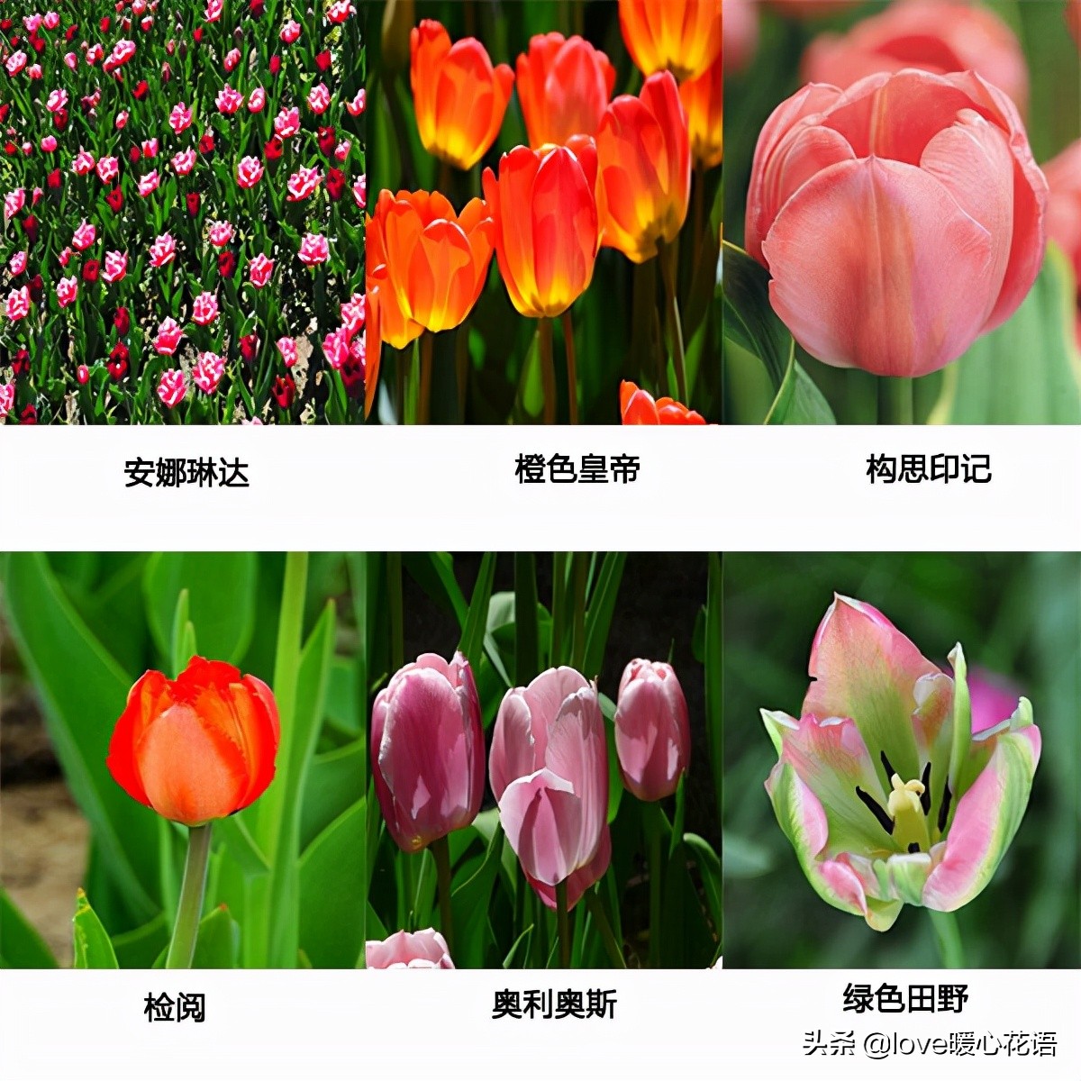 郁金香和玫瑰花搭配的花语,两朵粉色郁金香花语是什么