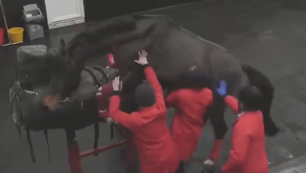 盘点十种神奇动物的价格,盘点五种有巨毒的生物