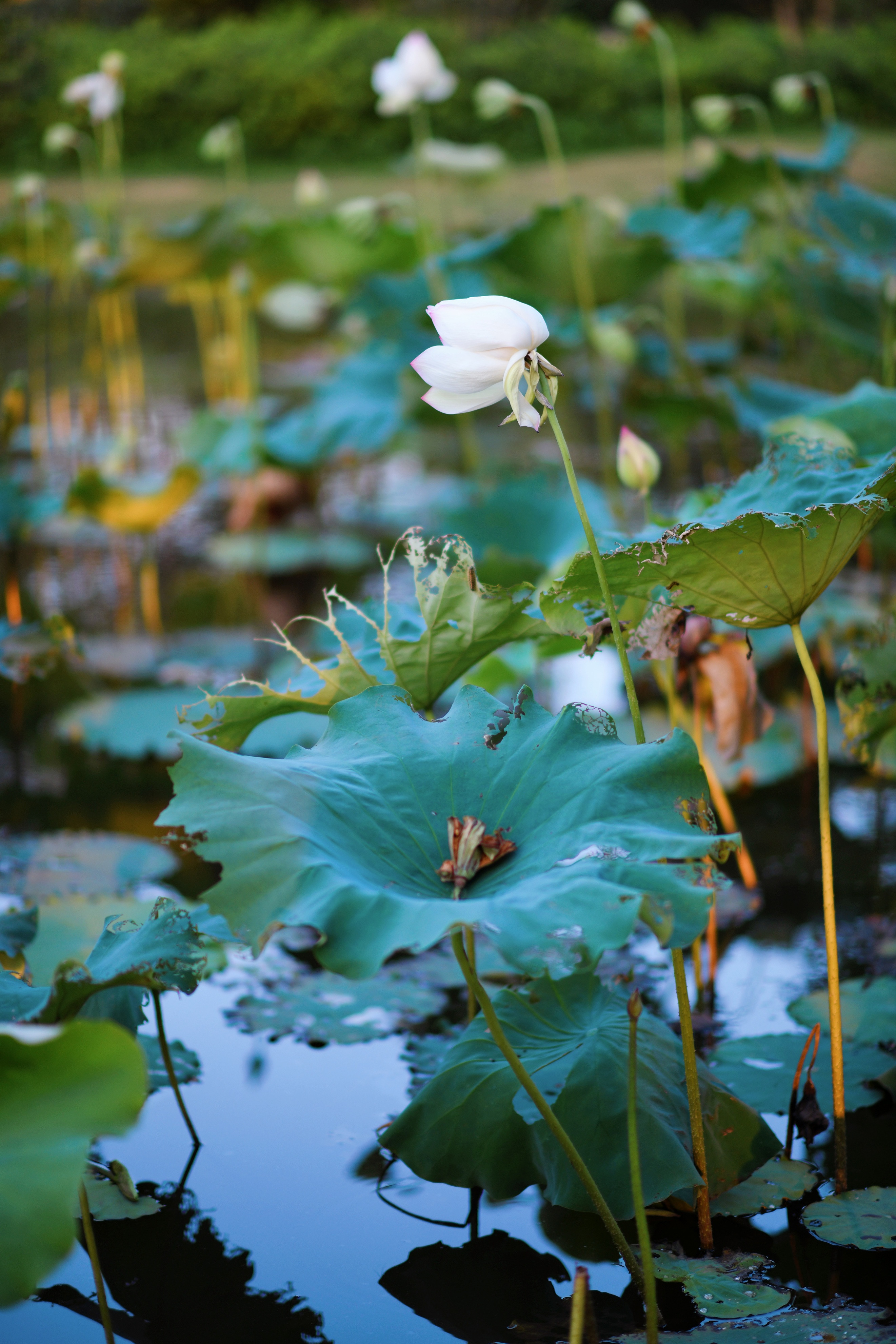 重庆市赏花胜地游玩线路,重庆渝北周边赏花地点推荐