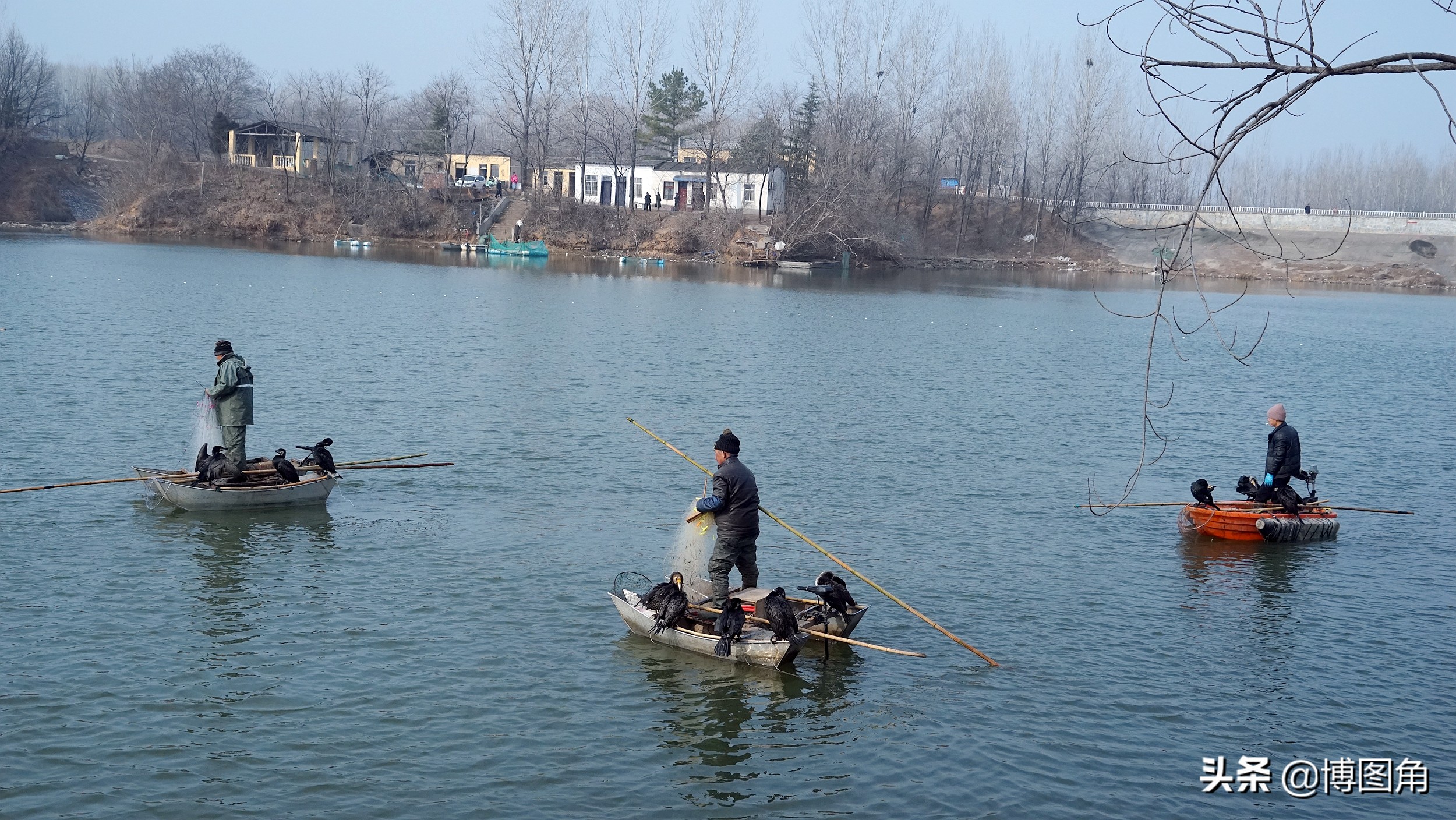 80年代农村鱼鹰捕鱼,渔民与鸬鹚捕鱼图片