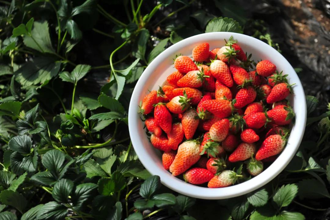 济南周边春季采摘一日游,冬季济南温泉旅游攻略