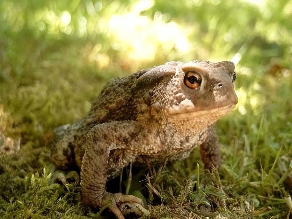 丛林探险美食大全,真正的丛林美食有哪些