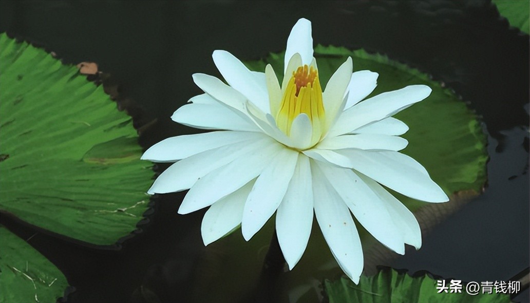 独家揭秘南国花城夏季四季惊艳