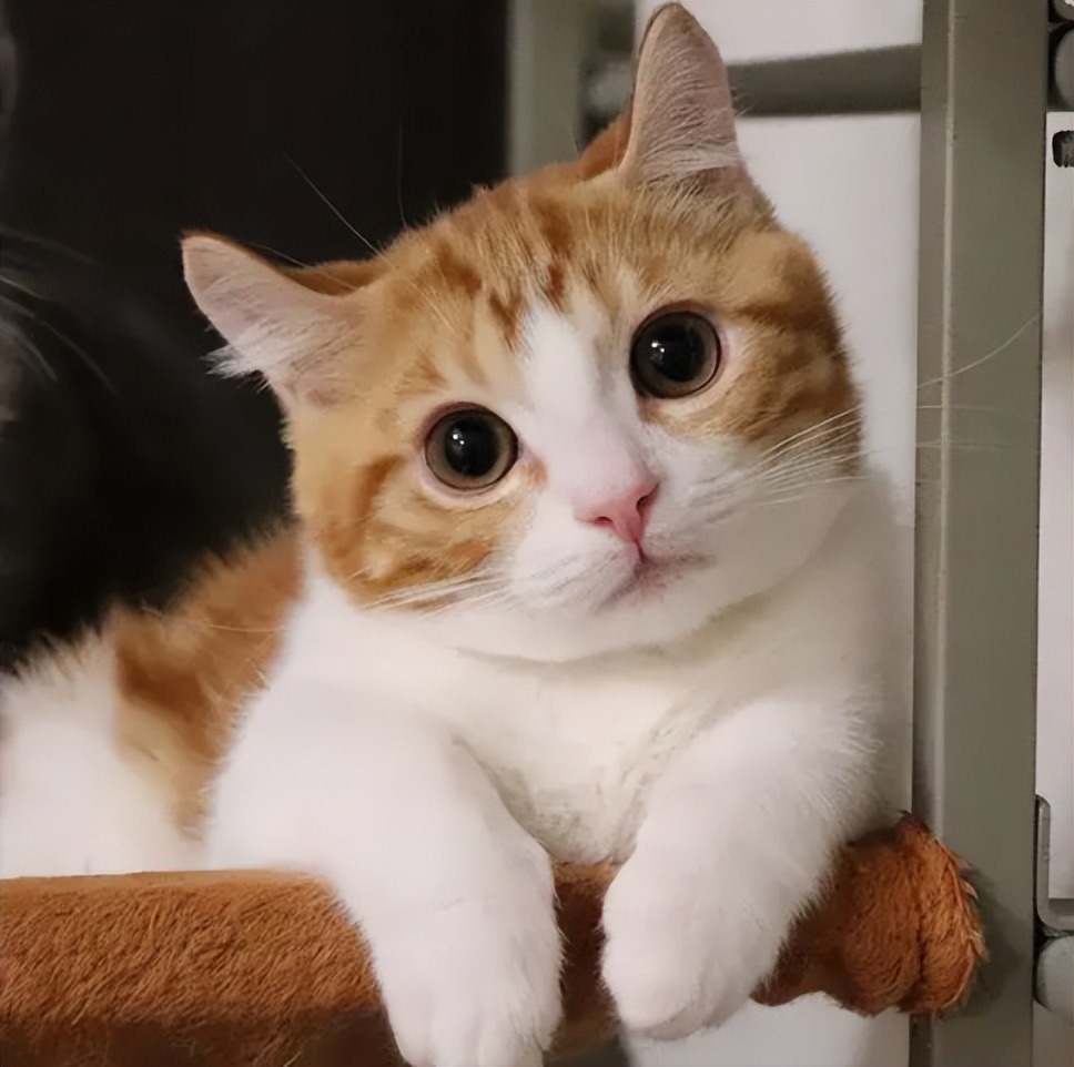 短腿猫优点,短腿猫好养活吗